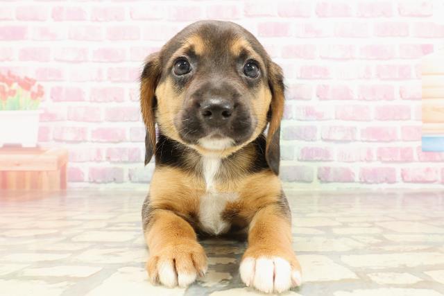 北海道のビーグル (Coo&RIKU札幌東店/2025年5月25日生まれ/女の子/ブラックタンホワイト)の子犬の1枚目の画像