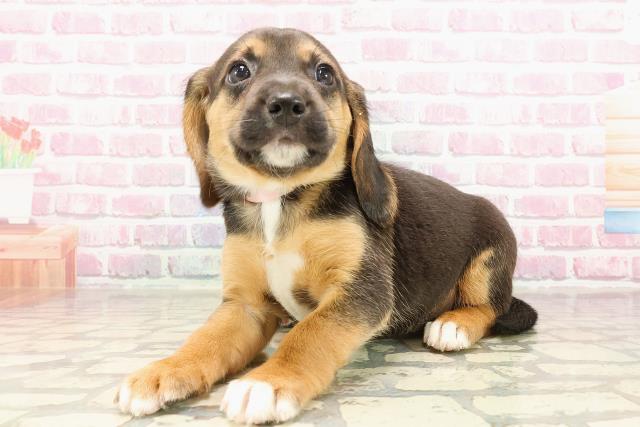 北海道のビーグル (Coo&RIKU札幌東店/2025年5月25日生まれ/女の子/ブラックタンホワイト)の子犬の2枚目の画像