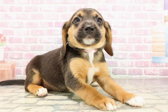 北海道のビーグル (Coo&RIKU札幌東店/2025年5月25日生まれ/女の子/ブラックタンホワイト)の子犬の3枚目の画像