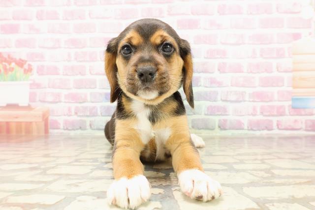 福井県のビーグル (Coo&RIKU福井店/2025年5月25日生まれ/女の子/ブラックタンホワイト)の子犬