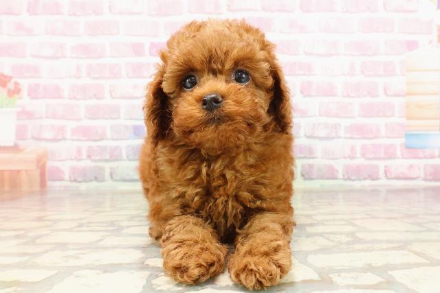 新潟県のトイプードル(トイ) (Coo&RIKU新潟東店/2025年5月30日生まれ/男の子/レッド)の子犬の1枚目の画像
