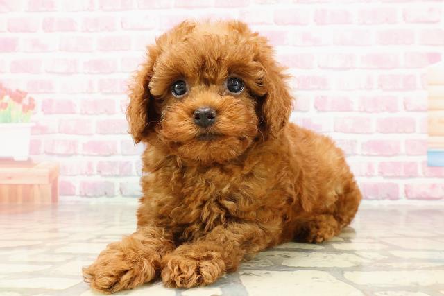 新潟県のトイプードル(トイ) (Coo&RIKU新潟東店/2025年5月30日生まれ/男の子/レッド)の子犬の2枚目の画像