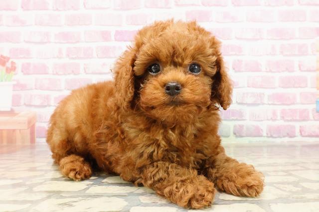 新潟県のトイプードル(トイ) (Coo&RIKU新潟東店/2025年5月30日生まれ/男の子/レッド)の子犬の3枚目の画像