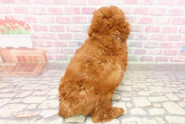 新潟県のトイプードル(トイ) (Coo&RIKU新潟東店/2025年5月30日生まれ/男の子/レッド)の子犬の4枚目の画像