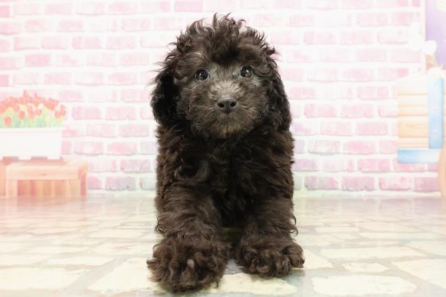 新潟県のトイプードル(トイ) (Coo&RIKU新潟西店/2025年5月30日生まれ/男の子/シルバー)の子犬の1枚目の画像