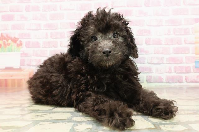 新潟県のトイプードル(トイ) (Coo&RIKU新潟西店/2025年5月30日生まれ/男の子/シルバー)の子犬の3枚目の画像