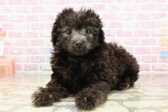 広島県のトイプードル(トイ) (Coo&RIKU東広島店/2025年5月30日生まれ/男の子/シルバー)の子犬の2枚目の画像