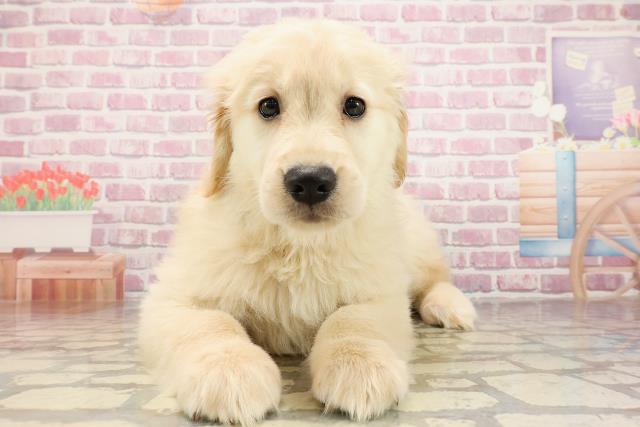 栃木県のゴールデンレトリバー (Coo&RIKU宇都宮店/2025年5月31日生まれ/女の子/ゴールデン)の子犬の1枚目の画像