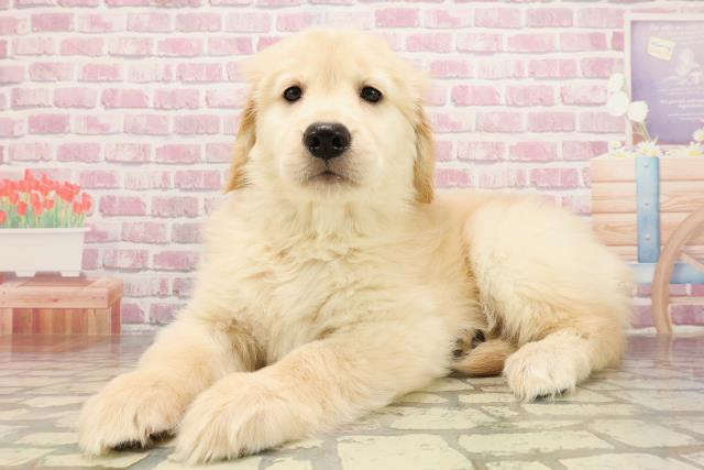 栃木県のゴールデンレトリバー (Coo&RIKU宇都宮店/2025年5月31日生まれ/女の子/ゴールデン)の子犬の2枚目の画像