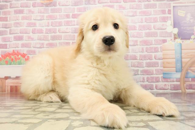 栃木県のゴールデンレトリバー (Coo&RIKU宇都宮店/2025年5月31日生まれ/女の子/ゴールデン)の子犬の3枚目の画像