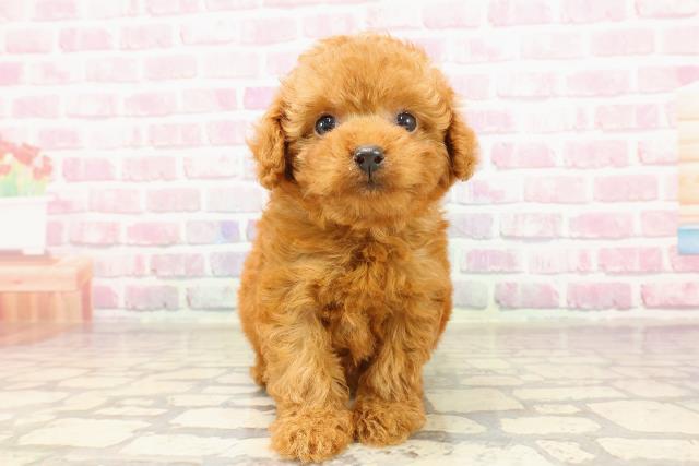 栃木県のティーカッププードル (Coo&RIKUFKDインターパーク店/2025年6月1日生まれ/女の子/レッド)の子犬の1枚目の画像