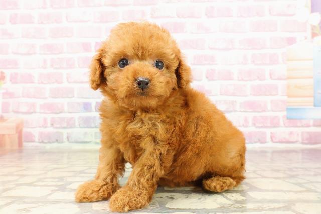 栃木県のティーカッププードル (Coo&RIKUFKDインターパーク店/2025年6月1日生まれ/女の子/レッド)の子犬の2枚目の画像
