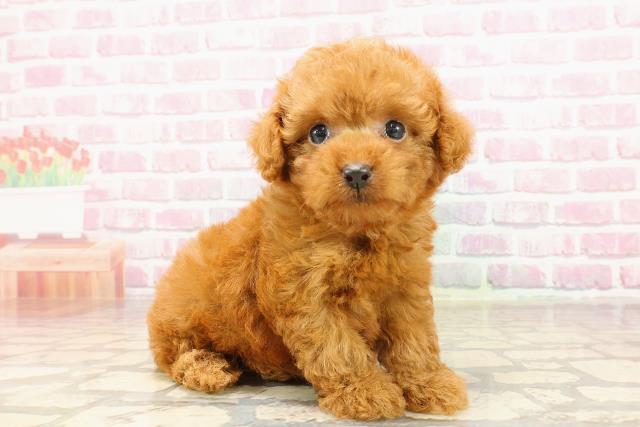 栃木県のティーカッププードル (Coo&RIKUFKDインターパーク店/2025年6月1日生まれ/女の子/レッド)の子犬の3枚目の画像