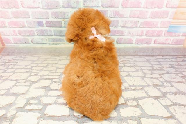 栃木県のティーカッププードル (Coo&RIKUFKDインターパーク店/2025年6月1日生まれ/女の子/レッド)の子犬の4枚目の画像