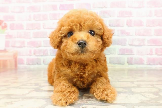 東京都のティーカッププードル (Coo&RIKU武蔵小山店/2025年6月1日生まれ/女の子/レッド)の子犬の1枚目の画像