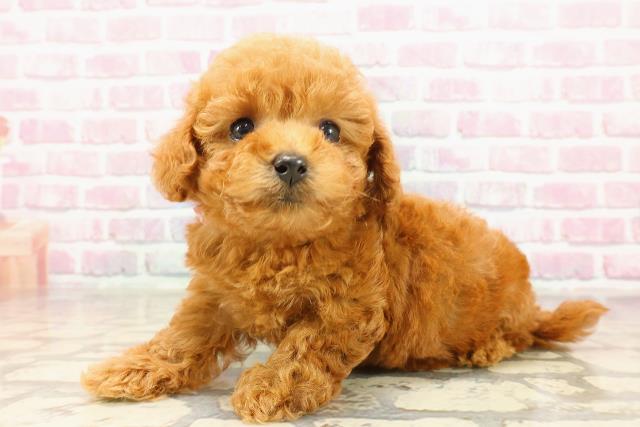 東京都のティーカッププードル (Coo&RIKU武蔵小山店/2025年6月1日生まれ/女の子/レッド)の子犬の2枚目の画像