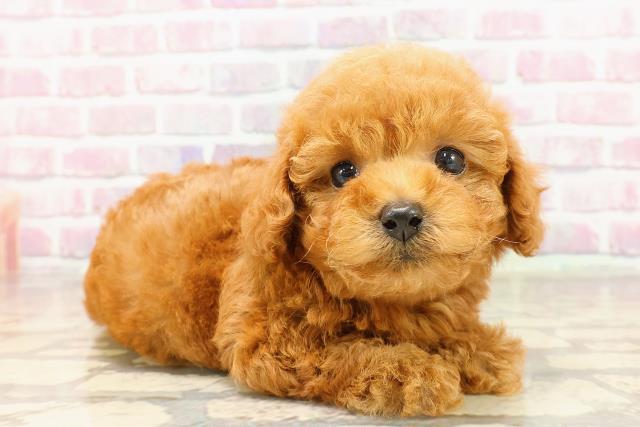 東京都のティーカッププードル (Coo&RIKU武蔵小山店/2025年6月1日生まれ/女の子/レッド)の子犬の3枚目の画像