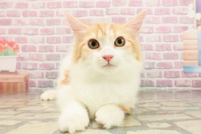 ノルウェージャン・フォレストキャット