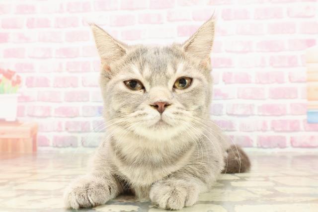 静岡県のマンチカン (Coo&RIKU静岡SBS通り店/2025年3月23日生まれ/女の子/ブルータビー)の子猫の1枚目の画像