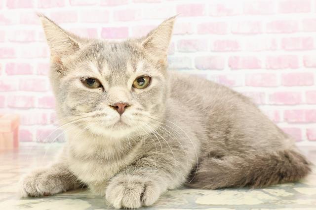 静岡県のマンチカン (Coo&RIKU静岡SBS通り店/2025年3月23日生まれ/女の子/ブルータビー)の子猫の2枚目の画像