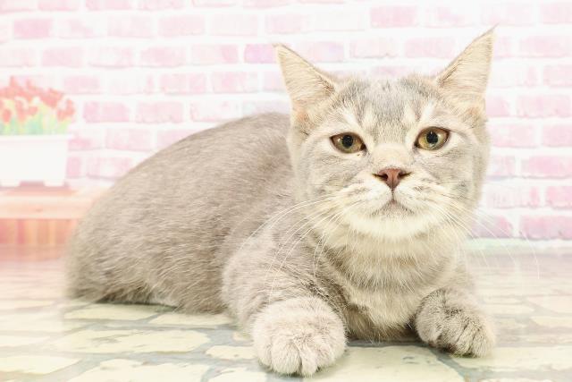 静岡県のマンチカン (Coo&RIKU静岡SBS通り店/2025年3月23日生まれ/女の子/ブルータビー)の子猫の3枚目の画像
