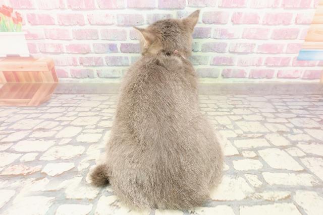 静岡県のマンチカン (Coo&RIKU静岡SBS通り店/2025年3月23日生まれ/女の子/ブルータビー)の子猫の4枚目の画像