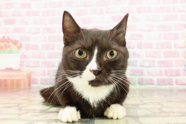 静岡県のマンチカン (Coo&RIKU藤枝店/2025年3月16日生まれ/男の子/ブラックホワイト)の子猫の1枚目の画像