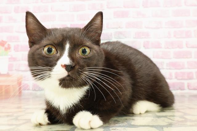 静岡県のマンチカン (Coo&RIKU藤枝店/2025年3月16日生まれ/男の子/ブラックホワイト)の子猫の2枚目の画像