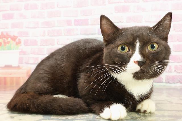 静岡県のマンチカン (Coo&RIKU藤枝店/2025年3月16日生まれ/男の子/ブラックホワイト)の子猫の3枚目の画像