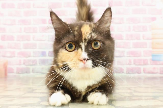 静岡県のマンチカン (Coo&RIKU富士店/2025年3月16日生まれ/女の子/キャリコ)の子猫の1枚目の画像