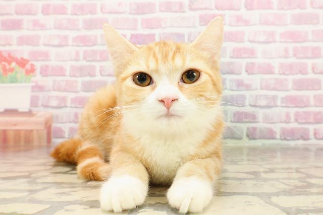 茨城県のマンチカン (Coo&RIKU石岡店/2025年3月16日生まれ/女の子/レッドタビーホワイト)の子猫の1枚目の画像
