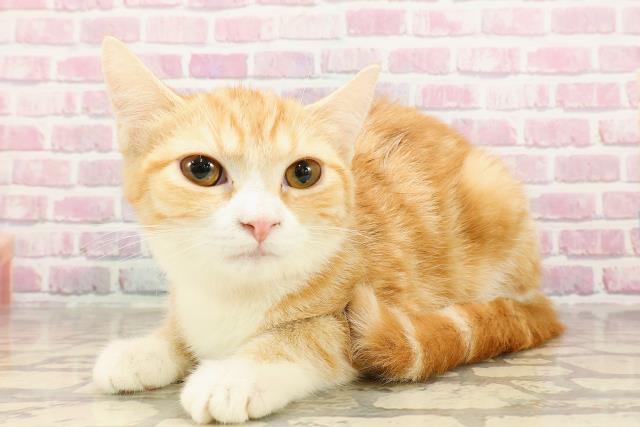 茨城県のマンチカン (Coo&RIKU石岡店/2025年3月16日生まれ/女の子/レッドタビーホワイト)の子猫の2枚目の画像