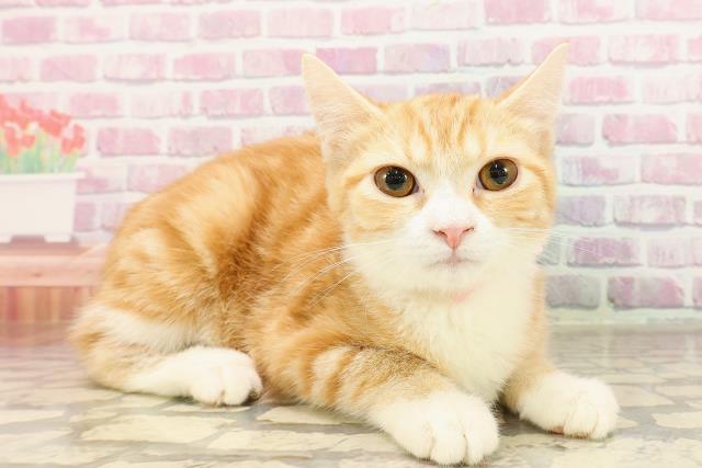 茨城県のマンチカン (Coo&RIKU石岡店/2025年3月16日生まれ/女の子/レッドタビーホワイト)の子猫の3枚目の画像