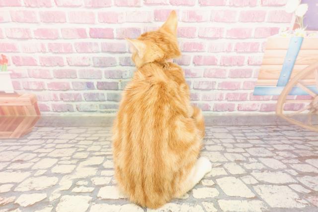 茨城県のマンチカン (Coo&RIKU石岡店/2025年3月16日生まれ/女の子/レッドタビーホワイト)の子猫の4枚目の画像