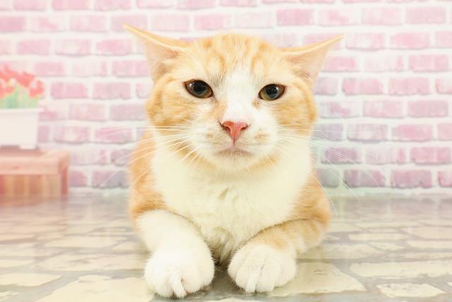 岡山県のマンチカン (Coo&RIKU岡山店/2025年3月16日生まれ/女の子/レッドタビーホワイト)の子猫の1枚目の画像