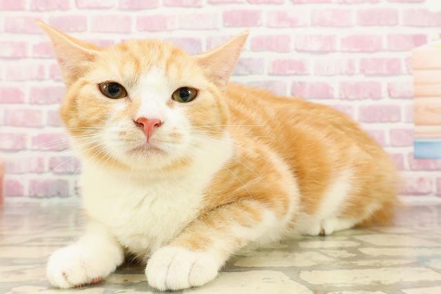 岡山県のマンチカン (Coo&RIKU岡山店/2025年3月16日生まれ/女の子/レッドタビーホワイト)の子猫の2枚目の画像