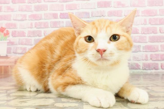 岡山県のマンチカン (Coo&RIKU岡山店/2025年3月16日生まれ/女の子/レッドタビーホワイト)の子猫の3枚目の画像