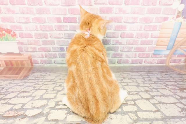 岡山県のマンチカン (Coo&RIKU岡山店/2025年3月16日生まれ/女の子/レッドタビーホワイト)の子猫の4枚目の画像