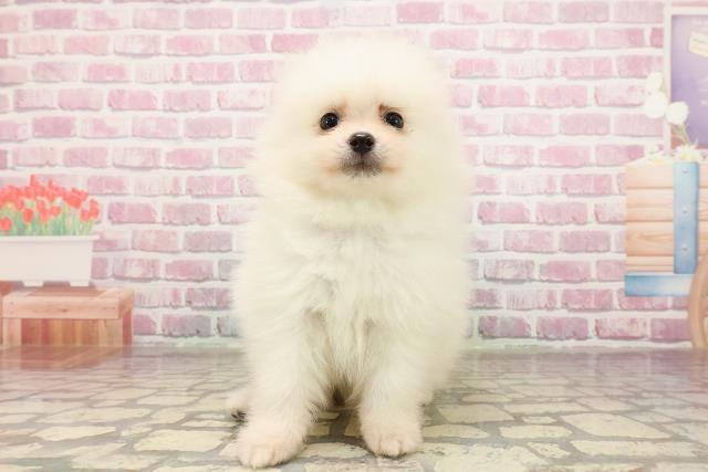 北海道のポメラニアン (Coo&RIKU札幌東店/2025年6月2日生まれ/男の子/クリーム)の子犬の1枚目の画像