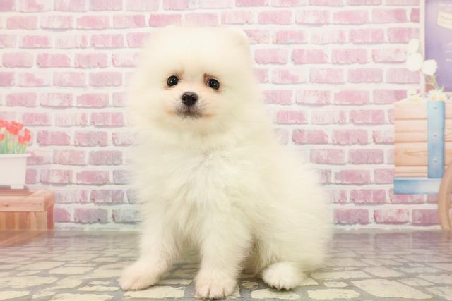 北海道のポメラニアン (Coo&RIKU札幌東店/2025年6月2日生まれ/男の子/クリーム)の子犬の2枚目の画像
