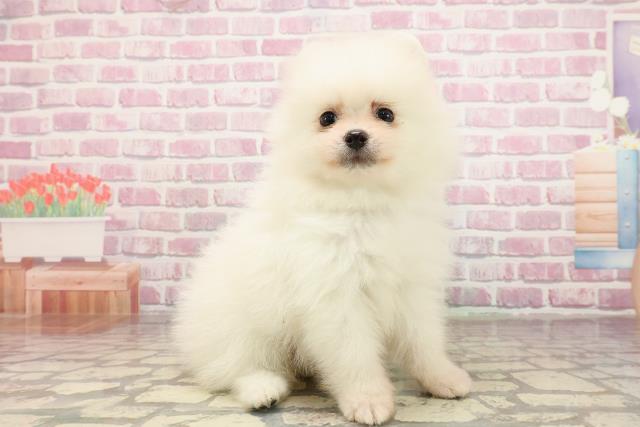 北海道のポメラニアン (Coo&RIKU札幌東店/2025年6月2日生まれ/男の子/クリーム)の子犬の3枚目の画像