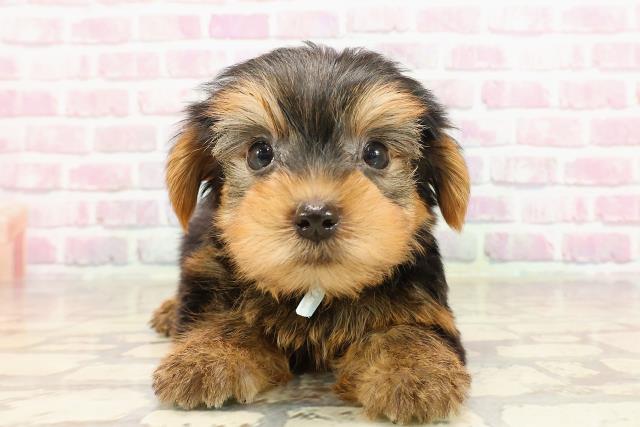 福井県のヨークシャーテリア (Coo&RIKU福井店/2025年6月3日生まれ/男の子/スチールブルータン)の子犬の1枚目の画像