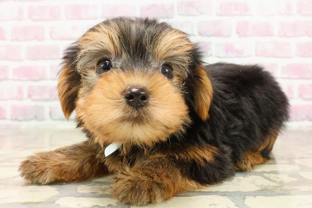 福井県のヨークシャーテリア (Coo&RIKU福井店/2025年6月3日生まれ/男の子/スチールブルータン)の子犬の2枚目の画像