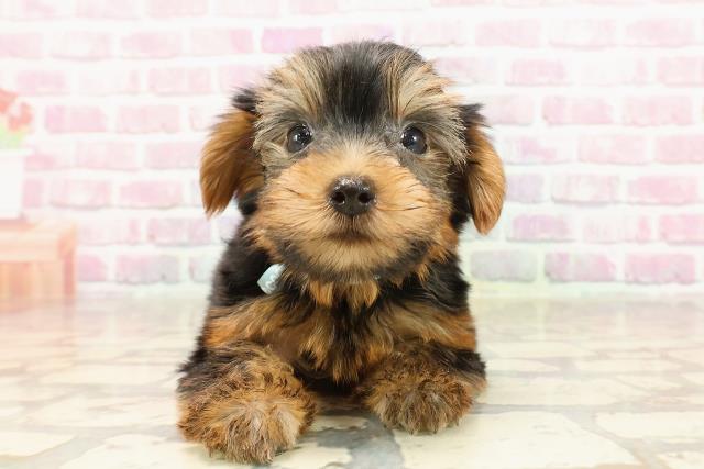 島根県のヨークシャーテリア (Coo&RIKU出雲店/2025年6月3日生まれ/男の子/スチールブルータン)の子犬の1枚目の画像