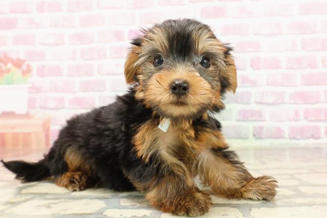 島根県のヨークシャーテリア (Coo&RIKU出雲店/2025年6月3日生まれ/男の子/スチールブルータン)の子犬の3枚目の画像
