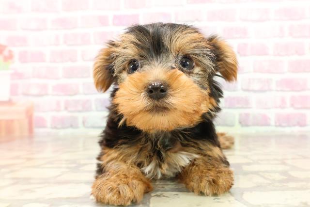 石川県のヨークシャーテリア (Coo&RIKU金沢店/2025年6月3日生まれ/女の子/スチールブルータン)の子犬の1枚目の画像