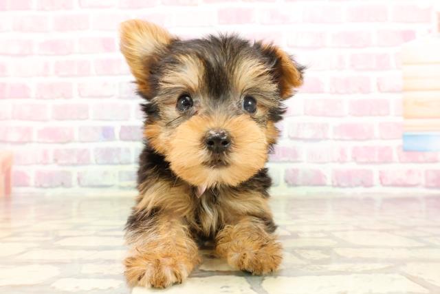 富山県のヨークシャーテリア (Coo&RIKU富山店/2025年6月3日生まれ/女の子/スチールブルータン)の子犬の1枚目の画像