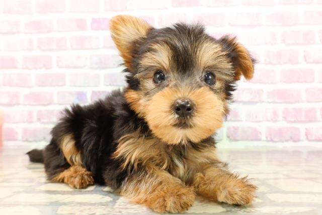富山県のヨークシャーテリア (Coo&RIKU富山店/2025年6月3日生まれ/女の子/スチールブルータン)の子犬の3枚目の画像