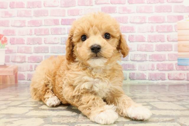 ゆき☆ワンちゃんネコちゃんシリーズ ワンちゃん・ネコちゃん(子犬・子猫)検索結果 | ペットショップ