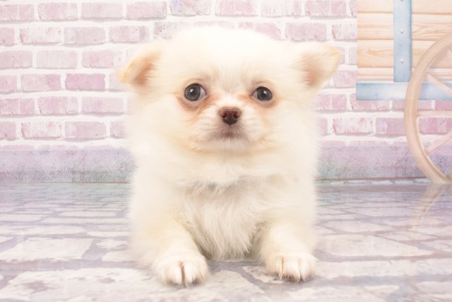 大阪府のチワワ(ロング) (Coo&RIKU和泉店/2025年6月1日生まれ/男の子/ホワイトクリーム)の子犬の1枚目の画像
